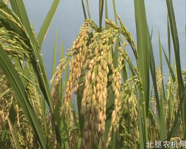 提升水稻生产全程机械化发展水平 助推精准扶贫