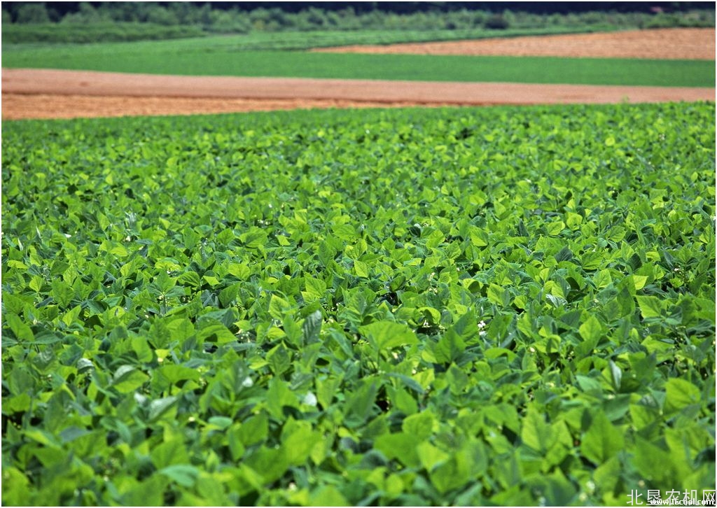 天津开展蔬菜生产关键环节机械化技术演示