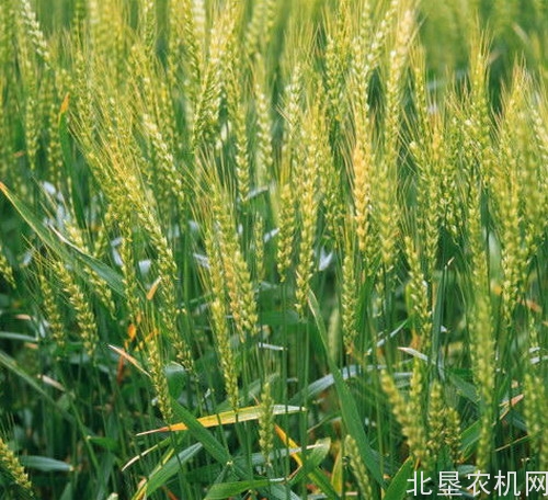 浙江早稻机械化栽植面积首破70万亩同比增长9.5%