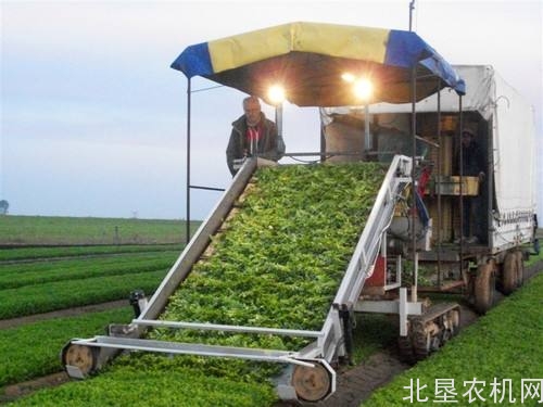 湖北仙桃开展油菜分段收获与联合收获对比试验