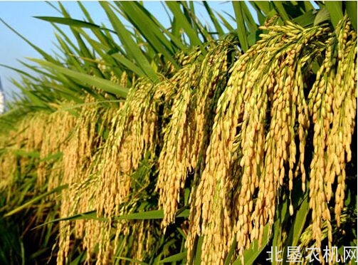 新疆阿克苏三举措促进水稻机械化技术推广应用