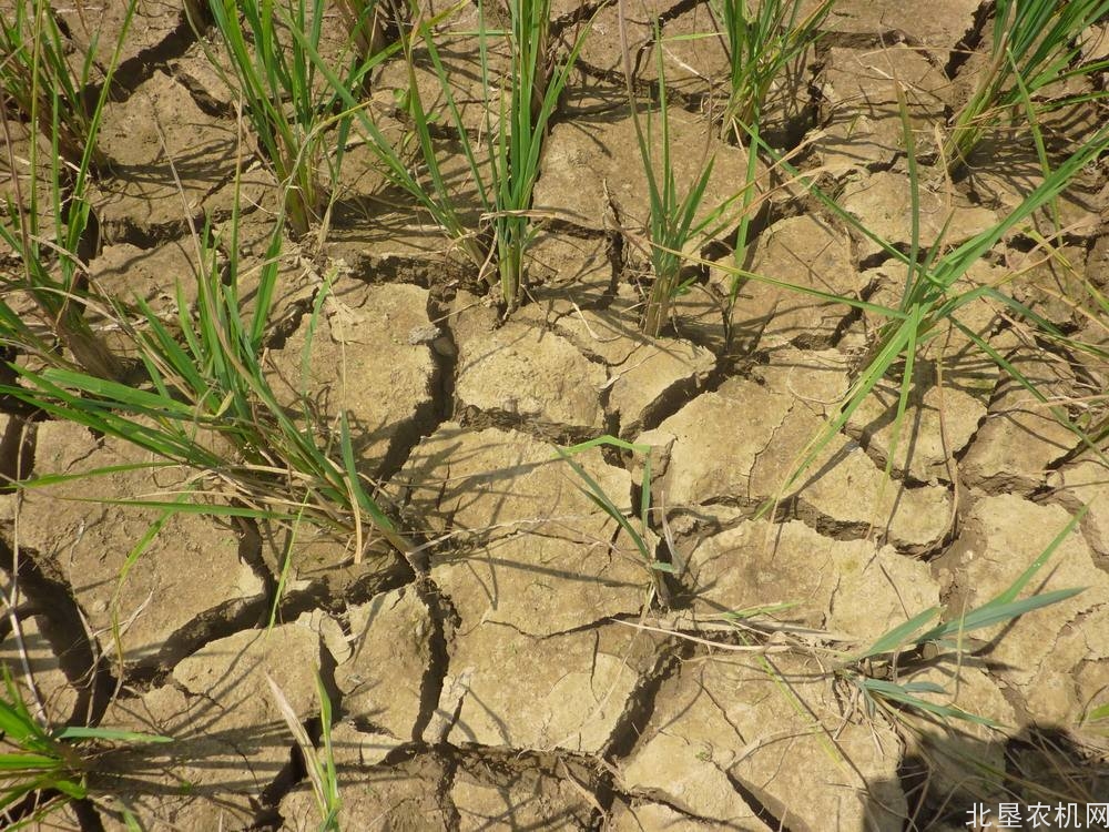 东北华北旱情发展迅速 全国受旱耕地超4千万亩