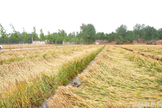 陕西发布倒伏麦田机收指导意见