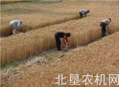 麦收二十年，抹不去的记忆