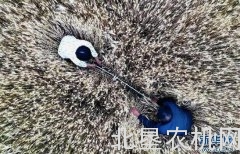 “收割机指数”绘就中国麦收新图景