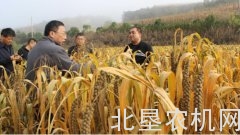 陕西省农机局调研延安市谷子机械化生产情况