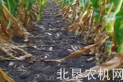 美国玉米高产竞赛，保护性耕作创造2000余公斤/亩产量记录