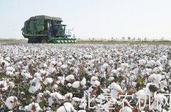 国库今年不再收购新棉 棉花市场受影响