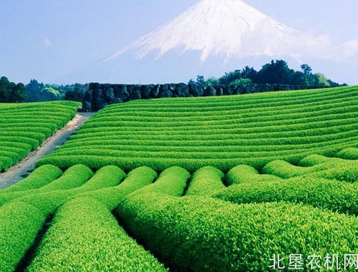 黑龙江省600万亩水稻插秧改直播 轻简又高效