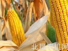 黑龙江玉米质量提升工程成效初现端倪