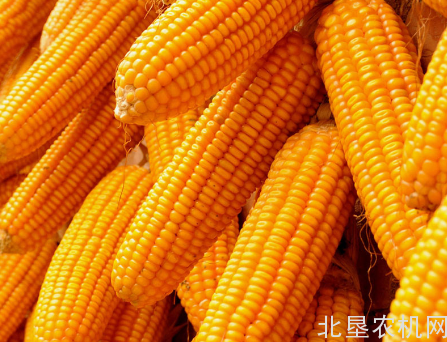 2018年要不要多种点玉米？农业部回应：非优势区域别盲目！