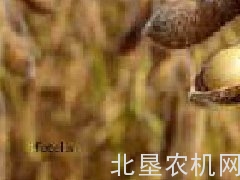 国家发改委：正在制订未来五年乡村振兴战略规划