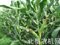 农业农村部两个月三次提醒玉米种植户，扩种需谨慎