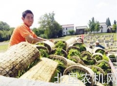 无人驾驶插秧 扬州农业生产用上“黑科技”