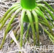 专家支招：挽救玉米倒伏有绝招