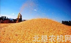 玉米补贴最高125元/亩！部分地区已公布标准