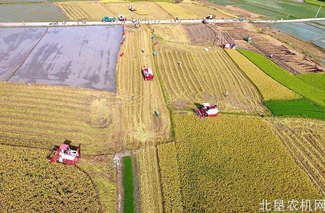 湖北水稻机收率达98.8%