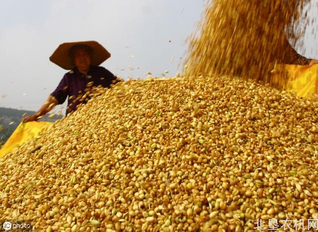 居安思危中国农业——农民数量逐步减少，未来是否“没人种地”？