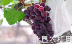 2019年第十九届上海马陆葡萄节将于7月5日在上海开幕