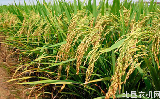 我国矮化水稻种植已基本实现全覆盖