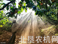 农民打农药，最害怕有雨！其实有些农药，下了雨照样有效