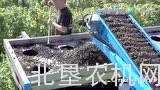 非常神奇的农业机械——红醋栗收获机械