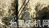 国外倒伏玉米机械化收割作业