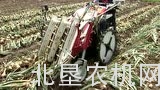 洋马HT20A洋葱收获机