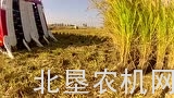洋马AE447水稻收割机