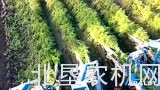 阿萨利SP4000胡萝卜收获机在恶劣环境下作业