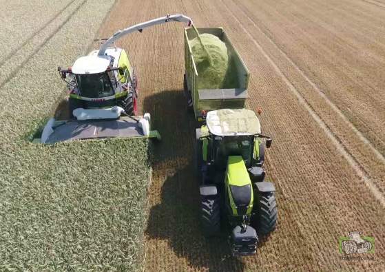 小麦不用收割机收直接做青贮饲料