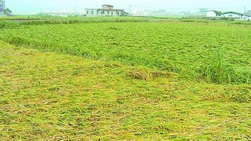 久保田倒伏作物收割指导