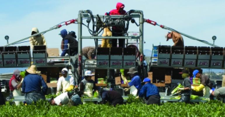 精特作物收获——西芹收获