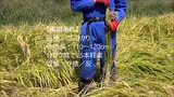 井关HN217收割机收割倒伏稻子