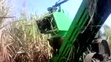 印度背负式甘蔗收获机