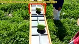 西瓜收获机集锦