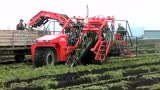 WBM公司自走式胡萝卜收获机