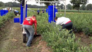 Lawton公司野生蓝莓收获机