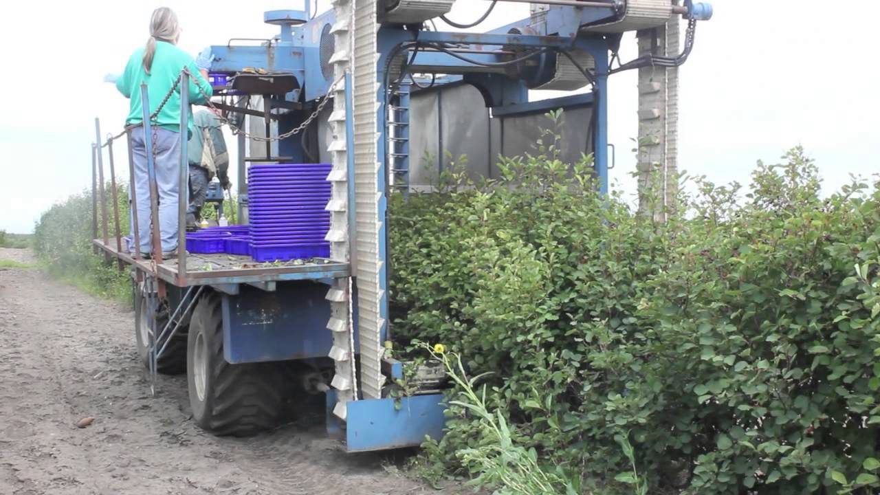 MCKIBBEN公司MFG自走式蓝莓收获机