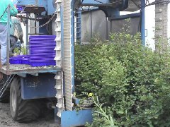 自走式蓝莓收获机作业实拍