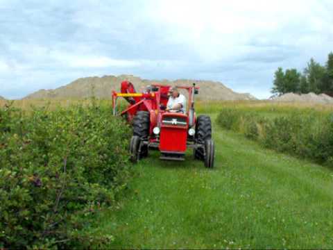 Walnut Hills Aronia公司蓝莓收获机