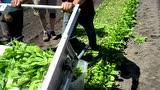 Greens公司手扶式菠菜收获机