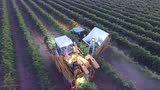 航拍澳大利亚南部葡萄收获场面