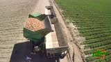 国外农场大型洋葱收获机作业航拍