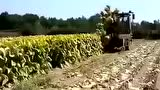 GCH公司烟草收获机作业实拍