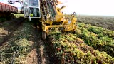 国外农场大型番茄收获机作业