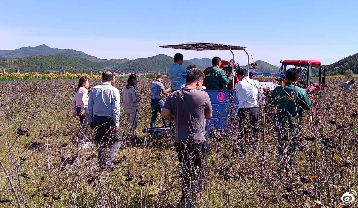 北垦农机携手辽宁信好公司在辽阳召开不老莓机收现场会