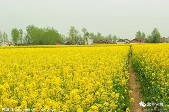 【农业农机标准化12】——油菜生产技术规程