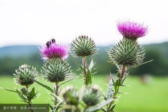 【农业农机标准化22】——水飞蓟生产技术规程