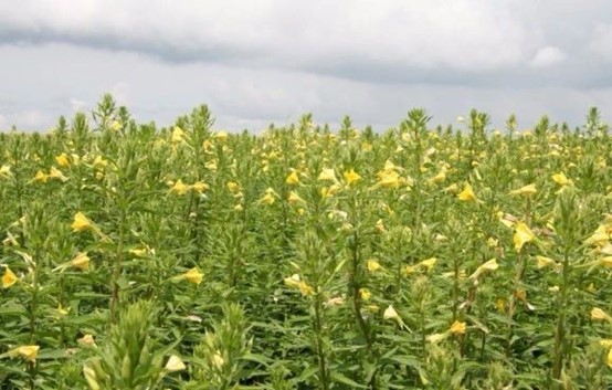 【农业农机标准化23】——月苋草生产技术规程 